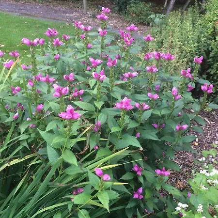 Smidstrupvej 3 - The *